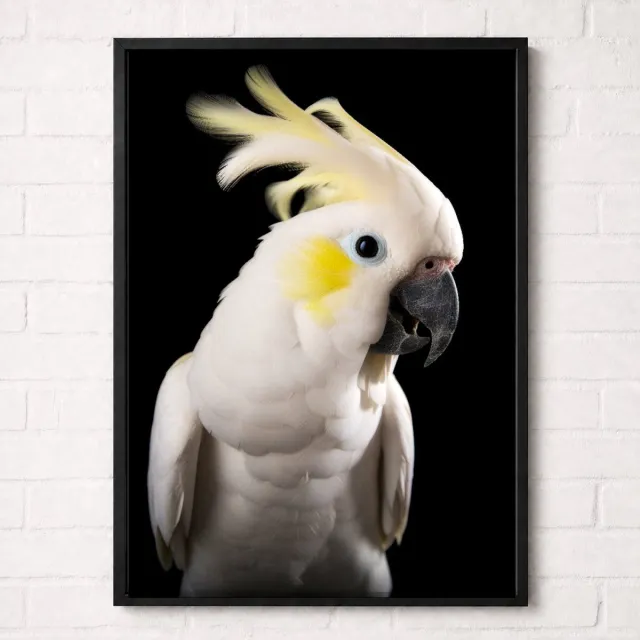 Kleurmedia Geelkuifkaketoe Poster - Vogelportretten Collectie - Dieren Posters - A2+ 43,2 x 61 cm Wit