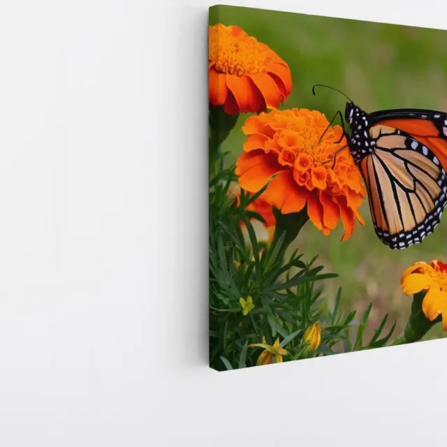Saammp Canvas Schilderij -Vlinder op oranje bloem - Dieren - 30x30 - Foto op canvas - Wanddecoratie - muurdecoratie Woonkamer - Slaapkamer decoratie - Canvas Print Multicolor