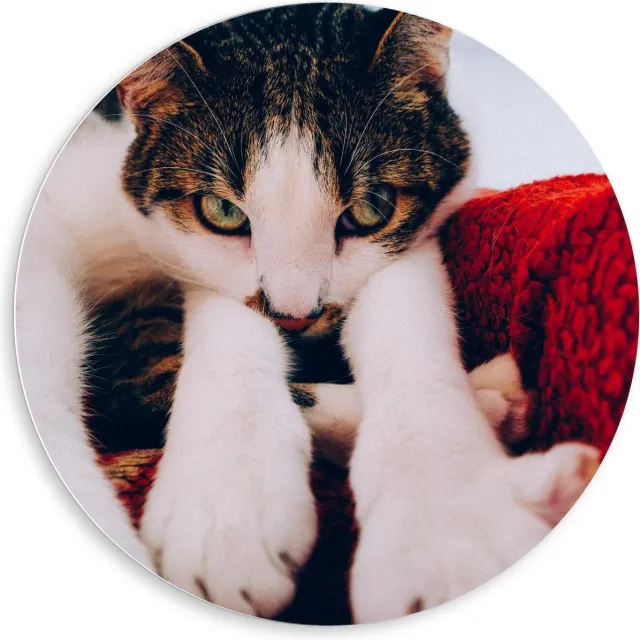 KuijsFotoprint Schilderij - Onschuldige Bruine Kat - Wit, Bruin En Rood - 80 X 80 Cm