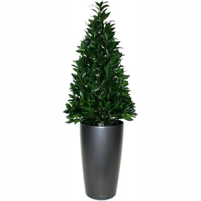 maxifleur Kunstplanten Laurier Tower 115cm groen
