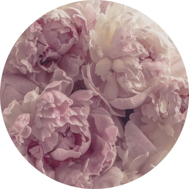 Tizato Muurcirkel Bloemen Pioenrozen – Zelfklevende wandcirkel Muursticker – Ø 182 cm