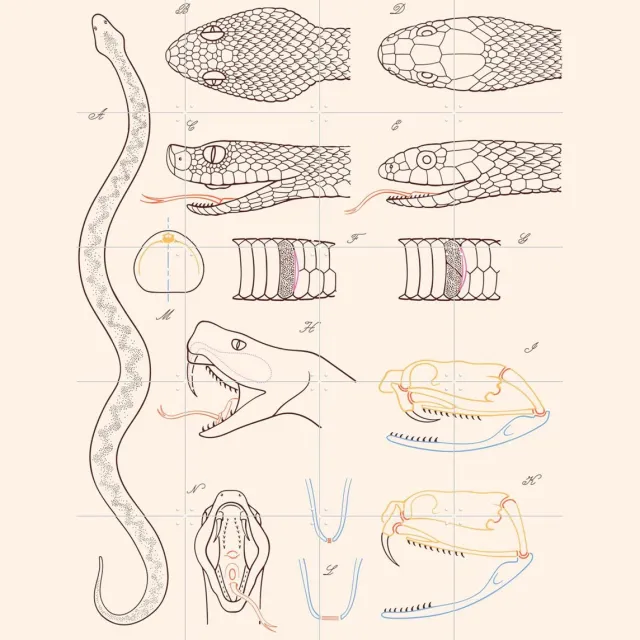 IXXI Serpent - Anatomie, Aster Edition - 80 x 100 cm - Grote wanddecoratie en posters - Line art, Technische Tekening, Illustraties, Woonkamer, Wilde Zwart / Lichte tinten