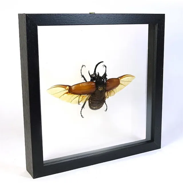 Vlinders in Lijst Opgezet kever in dubbelglas lijst - Eupatorus gracilicornis Zwart