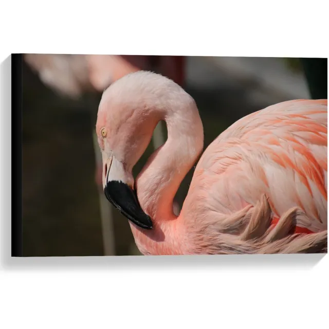 KuijsFotoprint Canvas - Flamingo met Gebogen Nek - 60x40cm Foto op Canvas Schilderij (Wanddecoratie op Canvas) Roze