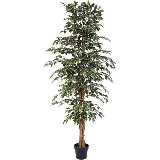 Florafy Kunstplant Ficus Benjamina Variegata 205cm - Kunstplanten voor binnen - Onderhoudsvrij Groen