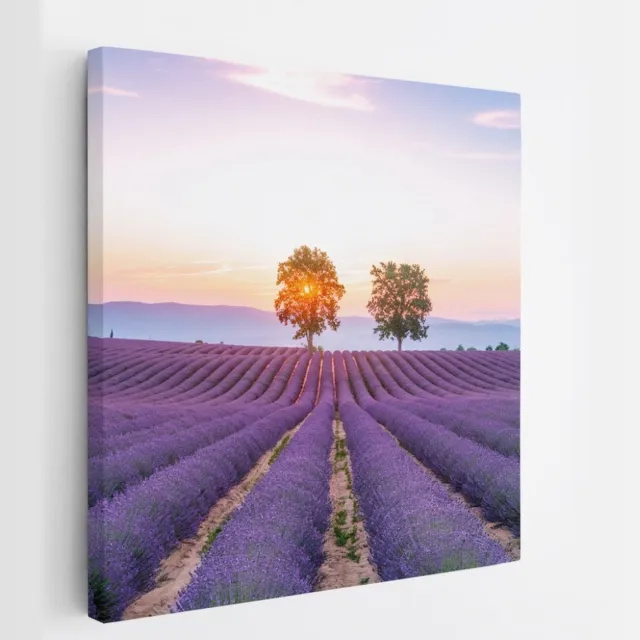 Saammp Canvas Schilderij - Lavendelveld met de zon tussen de bomen - Natuur - Landschap - 30x30 - Foto op canvas - Wanddecoratie - Muurdecoratie Woonkamer - Slaapkamer decoratie - Canvas Print Multicolor