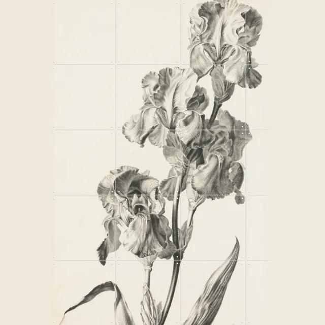 IXXI Bleke lis, Gerard van Spaendonck & Het Noordbrabants Museum - 80 x 100 cm - Grote wanddecoratie en posters - Klassiek, Illustraties, Naturalisme Zwart en wit / Wit