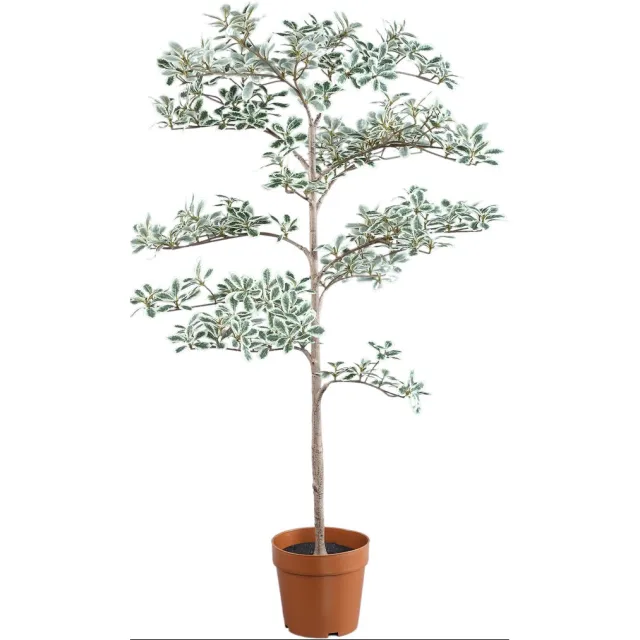 PTMD Tree Green Madagascar Almond Tree In Black Pot Groen
