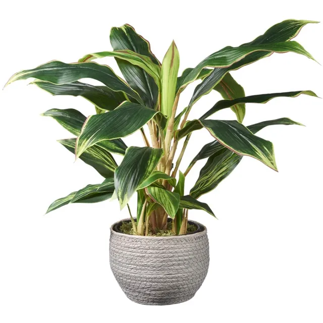 HTT Decorations Kunstplant Cordyline H60cm in mand grijs - HTT Decorations kunstplanten