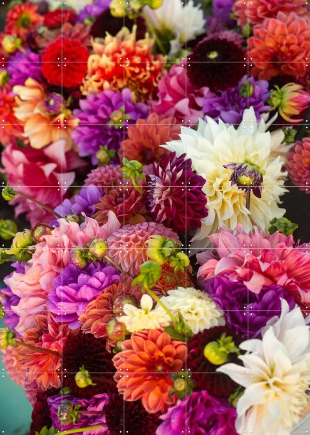 IXXI Dhalias, Margriet Hulsker - 100 x 140 cm - Grote wanddecoratie en posters - Fotografie, Kleurrijk, Woonkamer, Eetkamer, Bloemen Paars / Roze