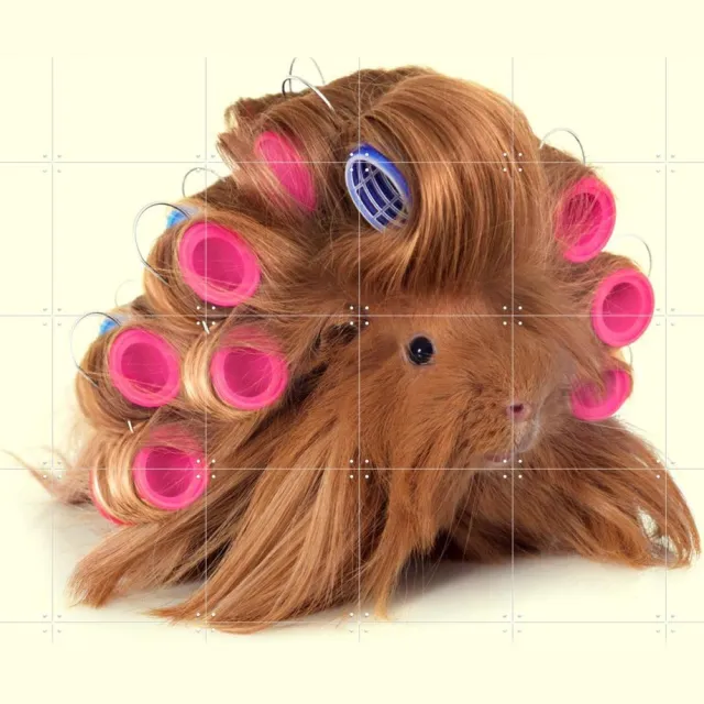 IXXI Hairy Guinea Pig, Paul Fuentes - 120 x 120 cm - Grote wanddecoratie en posters - Pop art, Fotografie, Speels, Illustraties, Kleurrijk Bruin