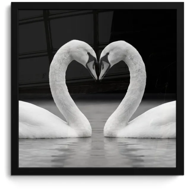 FrameYourWall Poster in lijst - Fotolijst 40x40 cm - Posters - Zwanen - Hart - Zwart - Wit - Posterlijst zwart - Decoratie - Wanddecoratie woonkamer - Muurdecoratie slaapkamer