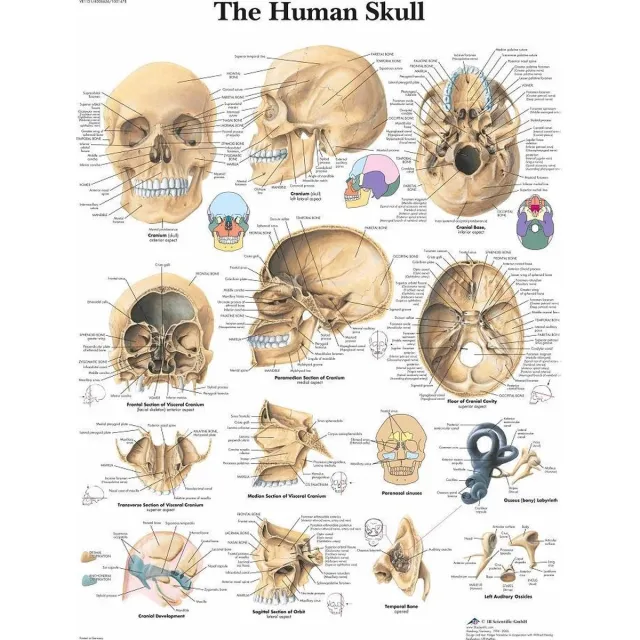 Anatomieposter Het menselijk lichaam poster - Schedel poster (gelamineerd, 50x67 cm) + ophangsysteem Schedel + ophangsysteem