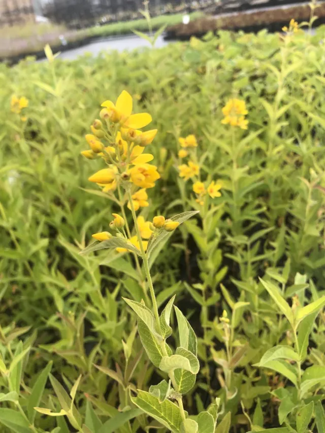 Waterplantenspecialist Lysimachia vulgaris (set van 6 stuks P9) geel
