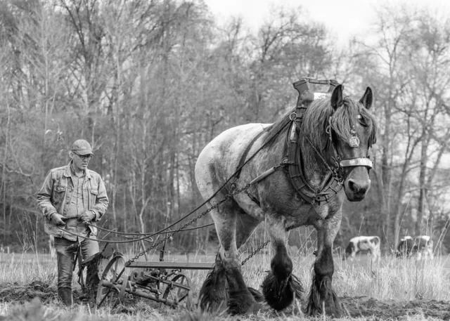 Passion For Art Trekpaarden TW11 - Foto - Ton van der Weerden - Fine Art Print op fotokwaliteit papier - 50 x 70 cm zwart-wit