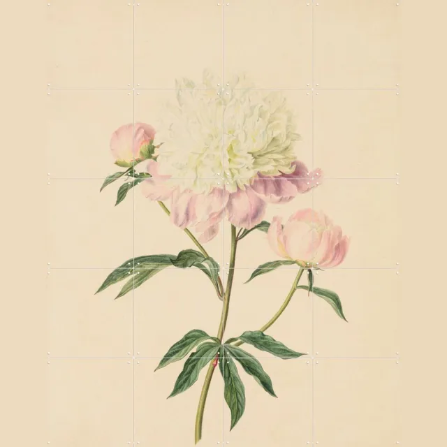 IXXI Pioenroos, Gerard van Spaendonck & Het Noordbrabants Museum - 80 x 100 cm - Grote wanddecoratie en posters - Illustraties, Naturalisme, Klassiek Pastel kleuren / Lichte tinten / Roze