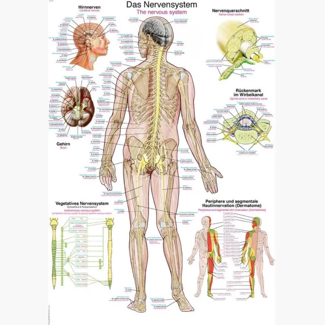 Erler-Zimmer Het menselijk lichaam - anatomie poster zenuwstelsel (Duits/Engels/Latijn, kunststof-folie, 70x100 cm)