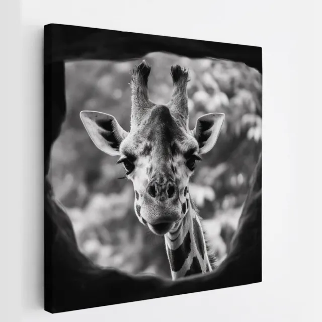 Saammp Canvas Schilderij - Glurende Giraffe - Natuur - Dieren - 60x60 - Foto op canvas - Wanddecoratie - Muurdecoratie Woonkamer - Slaapkamer decoratie - Canvas Print Multicolor