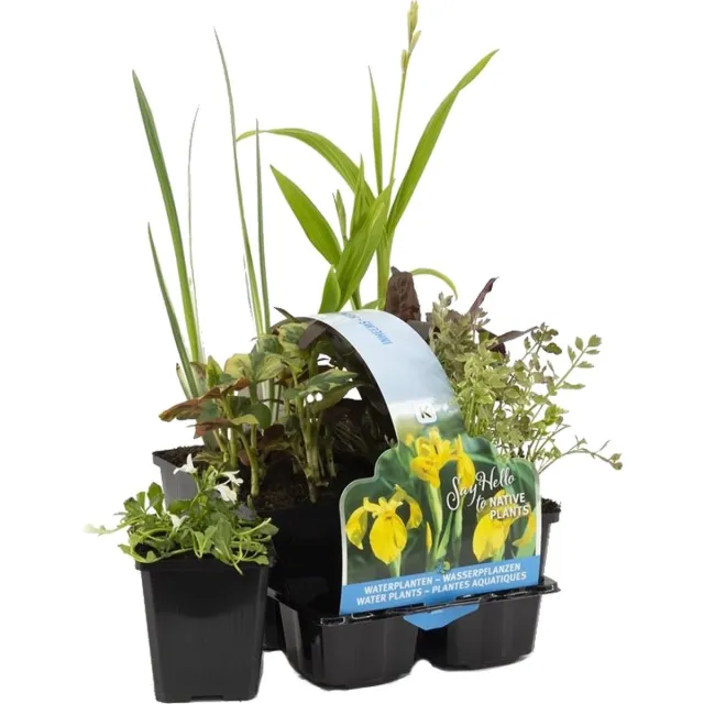 Bloomique Set van 6 - Inheemse Vijverplanten - Vijverzone 1-2-3 - Waterplanten - Winterhard - Hoogte 15-25 cm - Pot 9 cm Inheemse Vijverplanten Mix