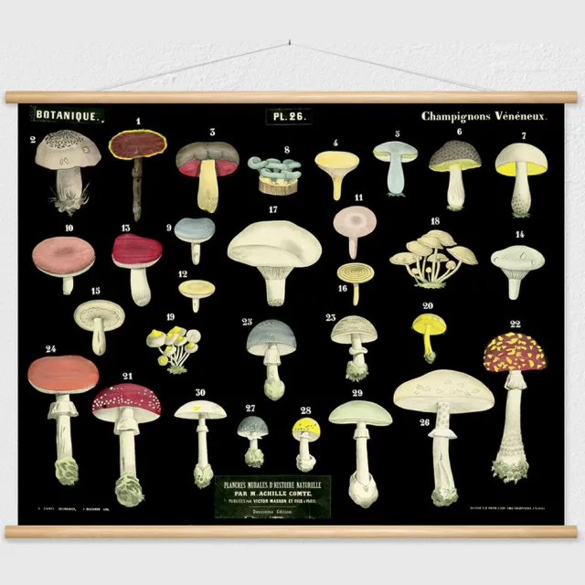 wallchart unlimited Heruitgave van vintage antieke Franse schoolplaat - Giftige paddenstoelen zwart, groen, geel, rood