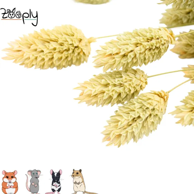 Zooply Kanariegras - 100 gram - in koker