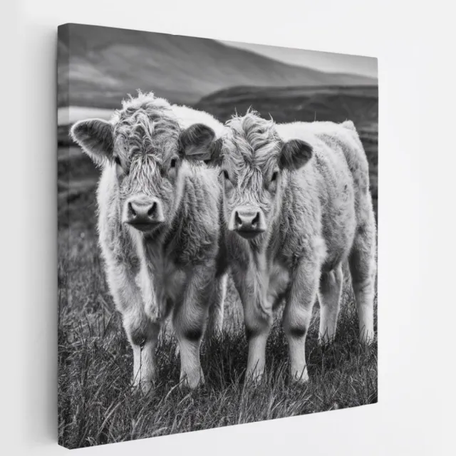 Saammp Canvas Schilderij - 2 Schotse Hooglander Koeien in Schotland - Natuur - Dieren - 20x20 - Foto op canvas - Wanddecoratie - Muurdecoratie Woonkamer - Slaapkamer decoratie - Canvas Print Multicolor