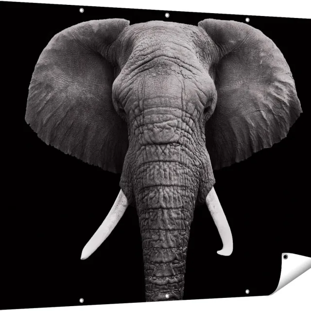 Gards Tuinposter Olifantenkop - Olifant - Zwart Wit - 160x120 cm - Tuindoek - Tuindecoratie - Wanddecoratie buiten - Tuinschilderij Multikleur