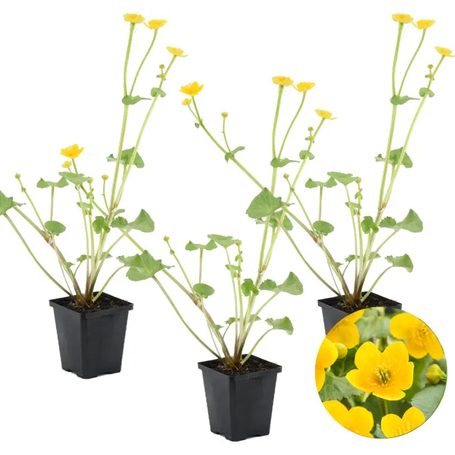 Bloomique Set van 3 - Caltha Palustris - Dotterbloem - Vijverplanten - Winterhard - Hoogte 15-25 cm - Pot 9 cm 3x Kweekpot