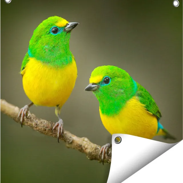 Gards Tuinposter Twee Groen Gele Zangvogels op een Tak - 50x50 cm - Tuindoek - Tuindecoratie - Wanddecoratie buiten - Tuinschilderij Multikleur