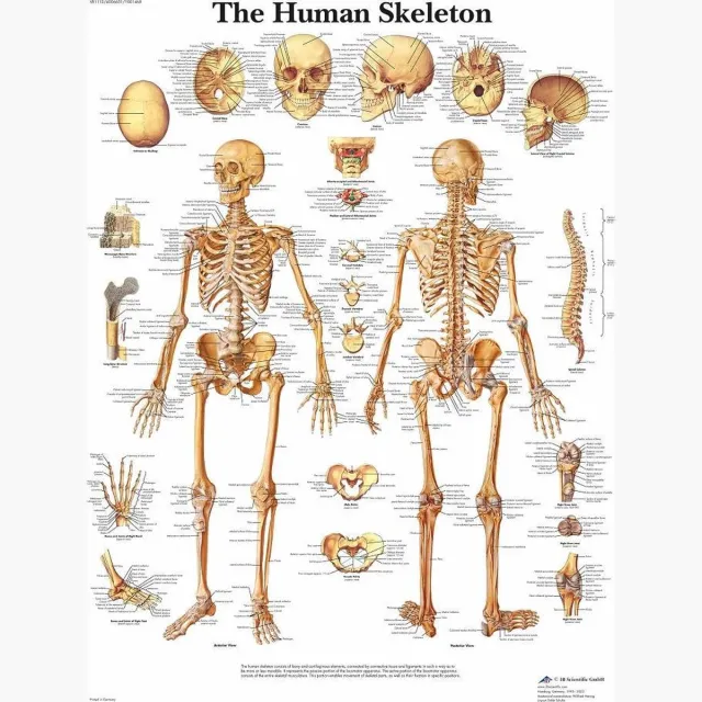 3B Scientific Het menselijk lichaam poster - Skelet poster (Engels, gelamineerd 50x67 cm) skelet engels