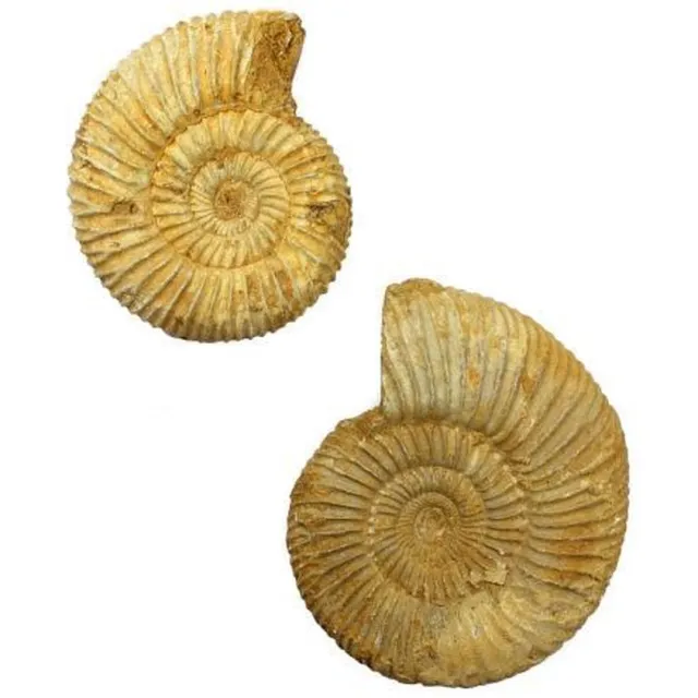 twintes Lot van 2 ruwe Ammonieten (fossielen) uit Madagaskar 297 gram Multi