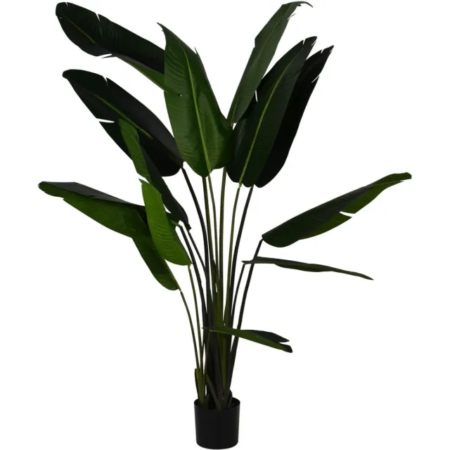 Noach Strelitzia Nicolai - 220cm Array
