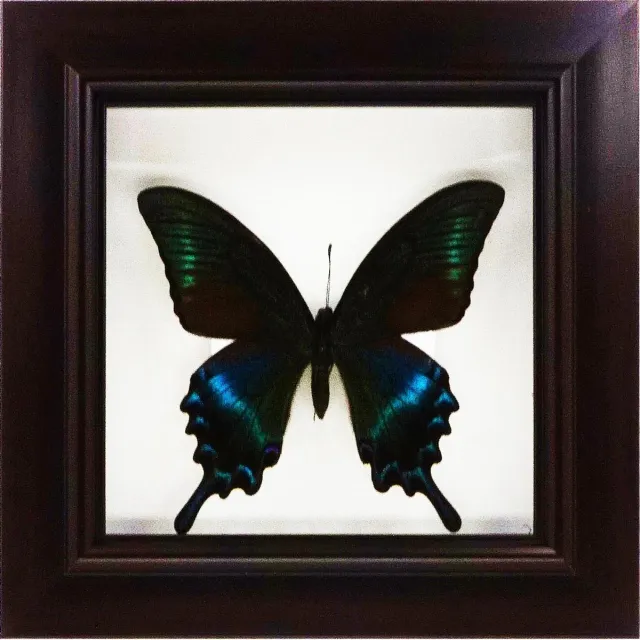 Apeirom Decoratief opgezette vlinder in donkerbruine 3D lijst. Blauw Groen Zwart