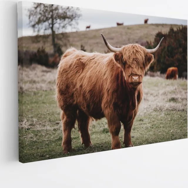 Saammp Canvas Schilderij - Groep Schotse Hooglander Koeien op de hooglanden - Dieren - Natuur - 45x30 - Foto op canvas - Wanddecoratie - muurdecoratie Woonkamer - Slaapkamer decoratie - Canvas Print Multicolor