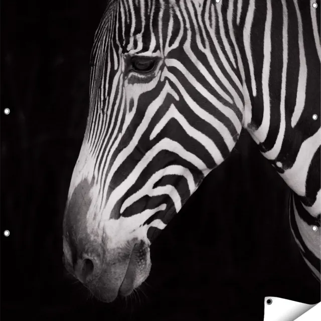 Gards Tuinposter Zebra Kop vanaf de Zijkant - Zwart Wit - 110x110 cm - Tuindoek - Tuindecoratie - Wanddecoratie buiten - Tuinschilderij Multikleur