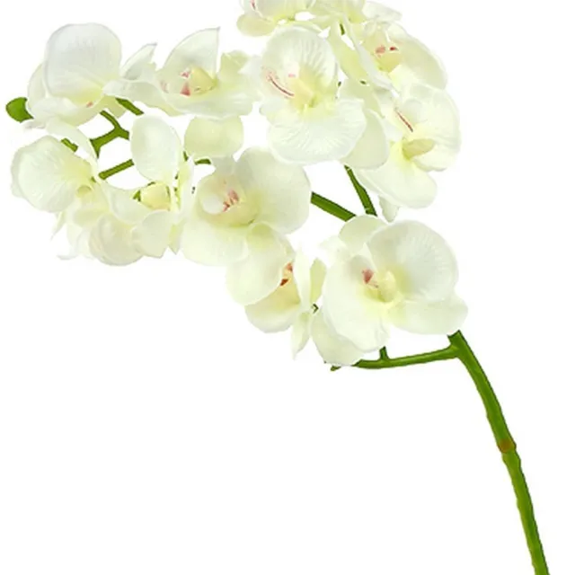 Viana Orchidee Crème-Wit L57cm 6 st, 6 Stück