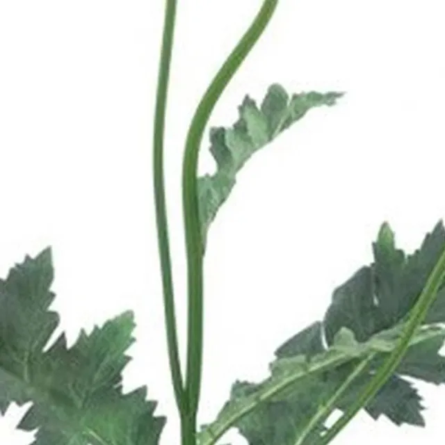 Erutan avon Poppy spray Casper lavender 93 cm onbekend