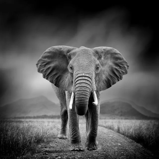 Vgdesign Olifant zwart wit 170x170 cm tuinposter banner VGDesign onbekend