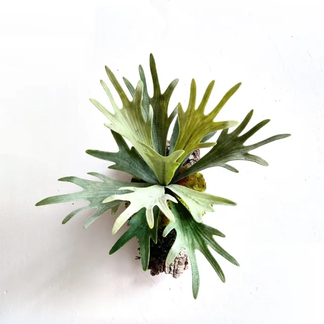 Moskabouter Hertshoornvaren voor aan de muur | Geen verzorging nodig | Groene wanddecoratie | Combinatie van gepreserveerde en kunstplanten
