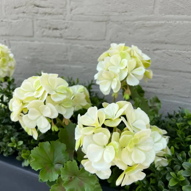 LeopoldFlora Geranium kunstboeket 38cm wit UV Groen