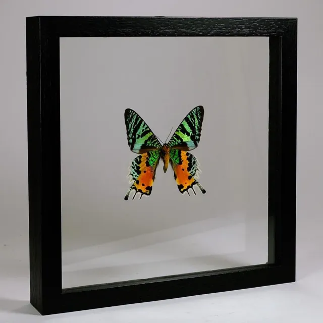 Vlinders in Lijst Opgezette vlinder in dubbelglas lijst - Urania ripheus Zwart