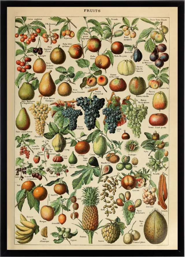 Esque Poster In Zwarte Lijst - Vintage Fruit - Groenten en Planten Schoolplaat - Millot - Large 70x50