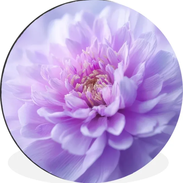 WallCircle Wandcirkel - Muurcirkel - Paars - Dahlia - Dromerig - Aluminium - Dibond - 90x90 cm - Binnen en Buiten