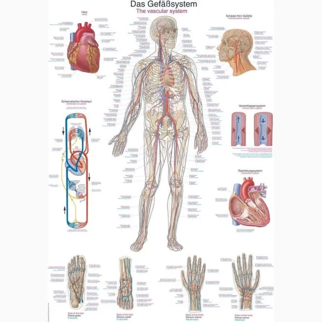 Erler-Zimmer Het menselijk lichaam - anatomie poster bloedsomloop (papier, 50x70 cm) zonder ophangsysteem