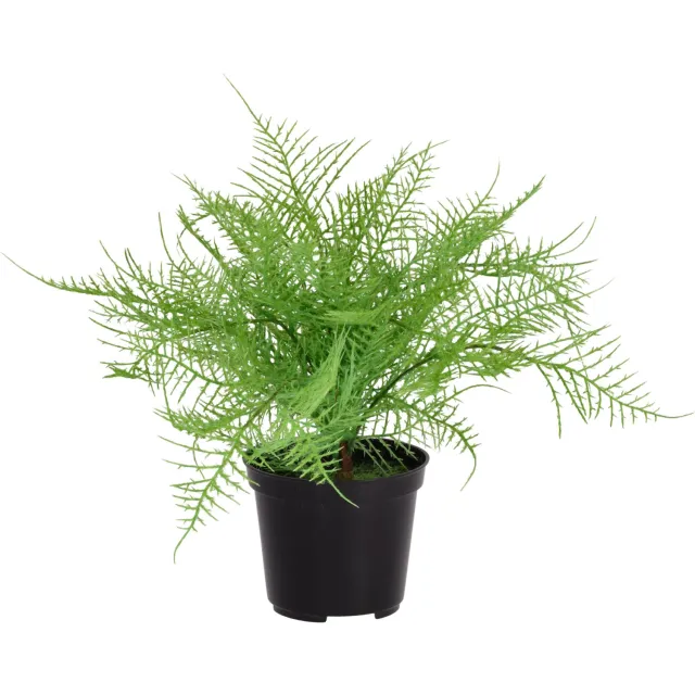 maxifleur Kunstplanten Asparagus varen kunstplant 30cm in kweekpot Groen