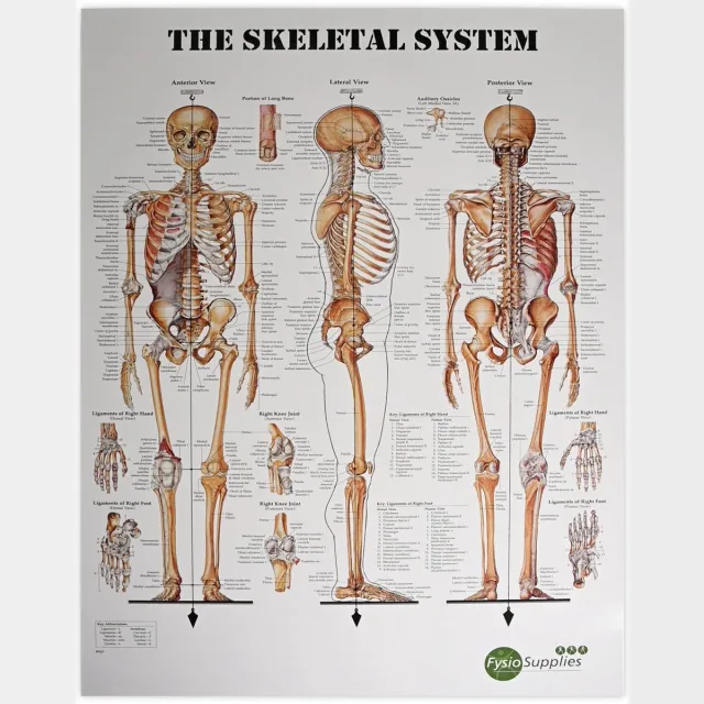 FysioSupplies The Human Skeletal System 50x70 cm poster - Anatomieposters Beige
