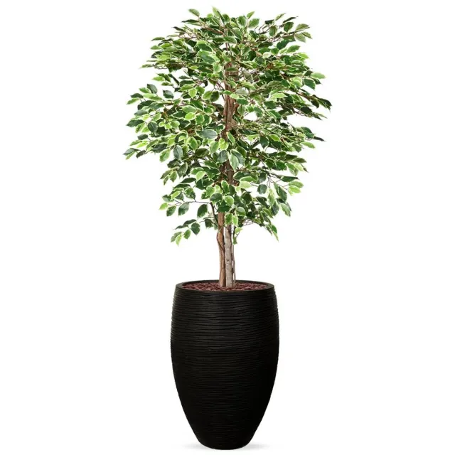 HTT Decorations Kunstplant Ficus bont in Vaas elegant Deluxe Rib zwart H200 cm