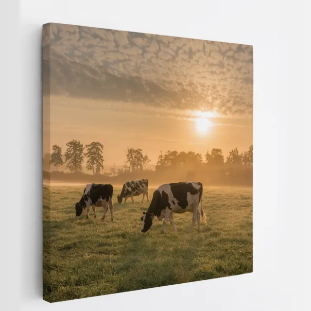 Saammp Canvas Schilderij - Groep koeien in de zonsondergang - Nederland - Dieren - 30x30 - Foto op canvas - Wanddecoratie - Muurdecoratie Woonkamer - Slaapkamer decoratie - Canvas Print Multicolor