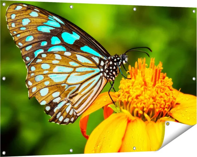 Gards Tuinposter Blauwe Vlinder bij een Oranje Bloem - 120x80 cm - Tuindoek - Tuindecoratie - Wanddecoratie buiten - Tuinschilderij Multikleur