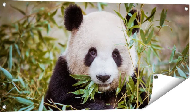Gards Tuinposter Panda Eet Planten - 100x50 cm - Tuindoek - Tuindecoratie - Wanddecoratie buiten - Tuinschilderij Multikleur